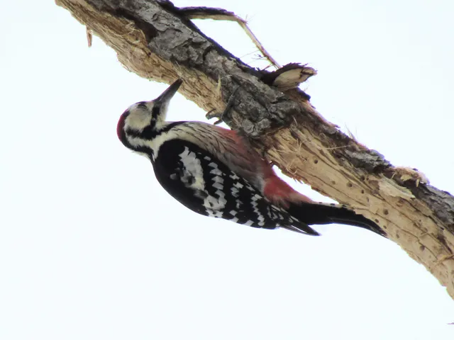 Species Image