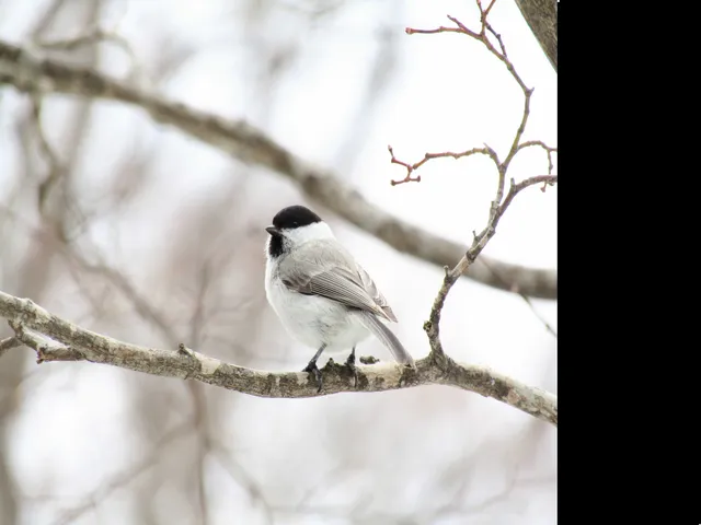 野鳥の写真