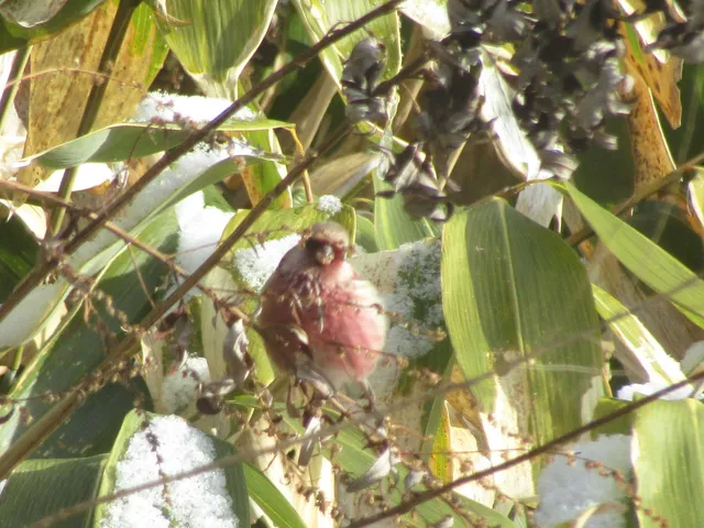 Species Image
