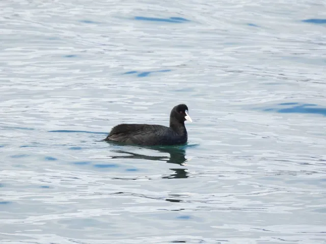 Species Image