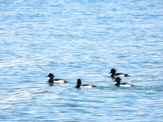 Species Image
