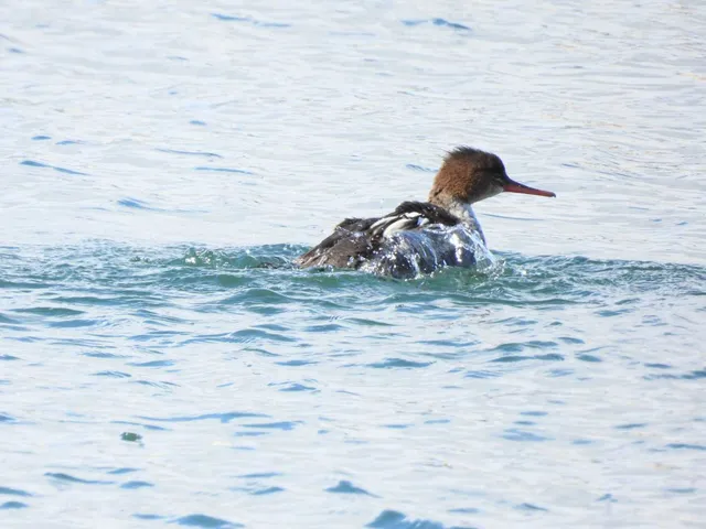 Species Image