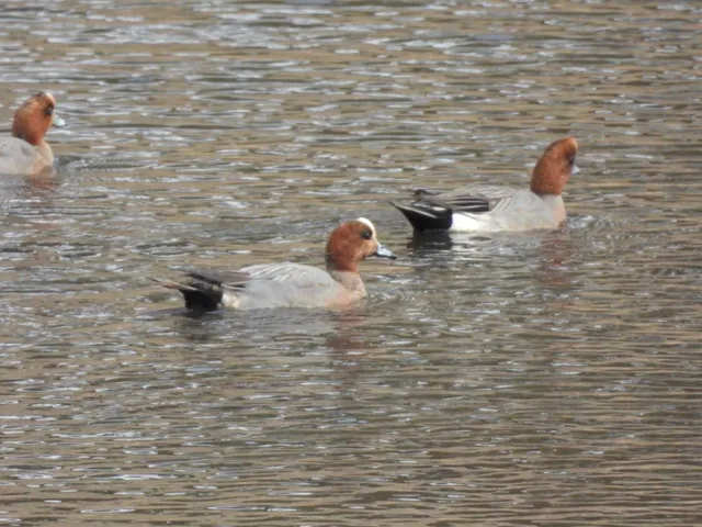 Species Image