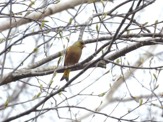 Species Image