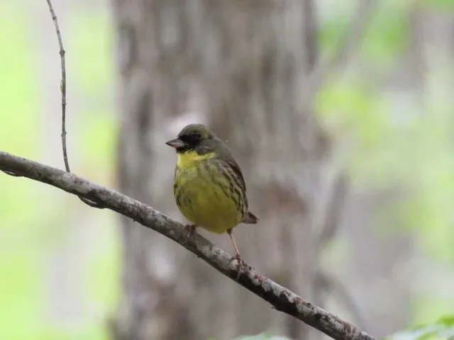 Species Image