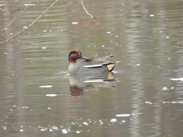 Species Image