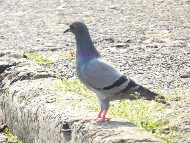 Species Image