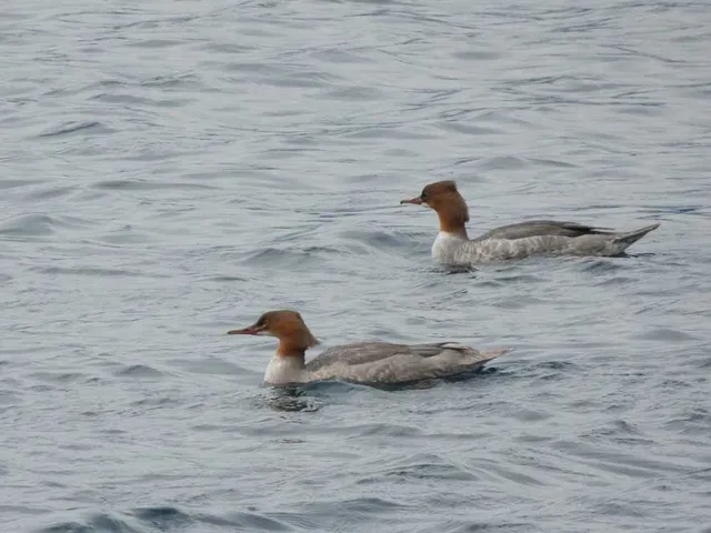 Species Image
