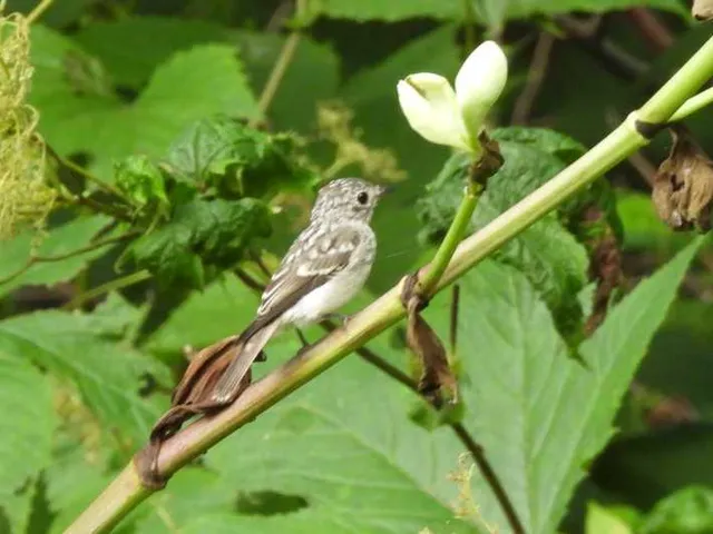 Species Image