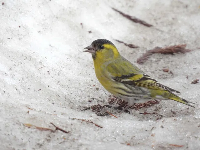 Species Image