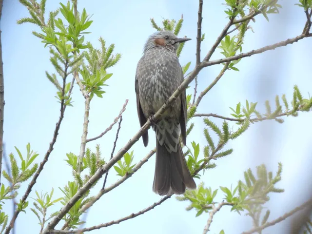 Species Image