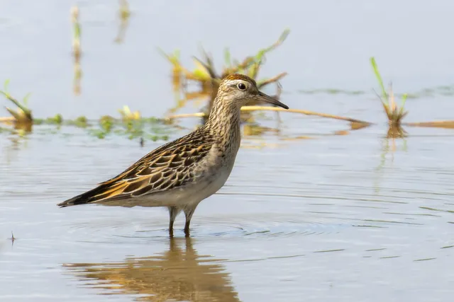 Species Image