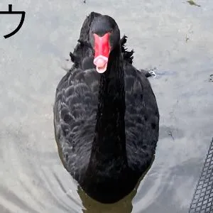 野鳥の写真