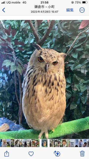 Species Image