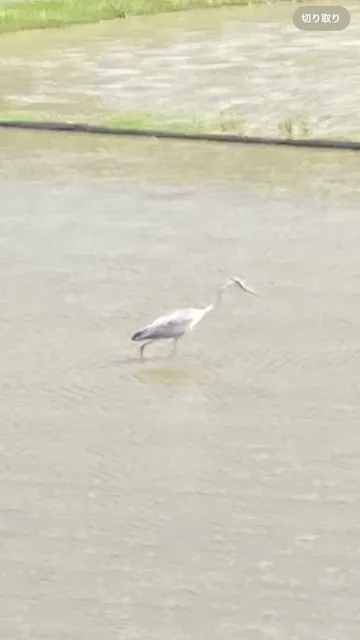 Species Image