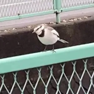Species Image