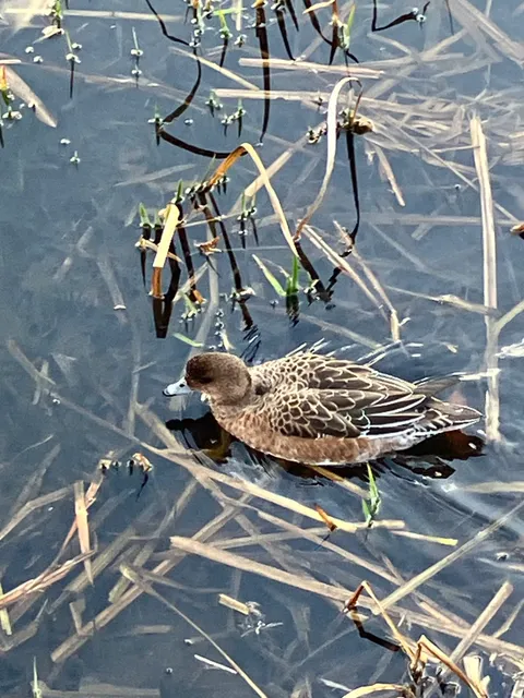 Species Image