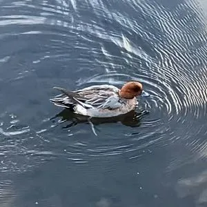 Species Image