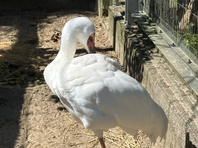 野鳥の写真
