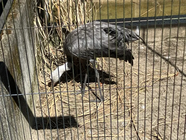Species Image
