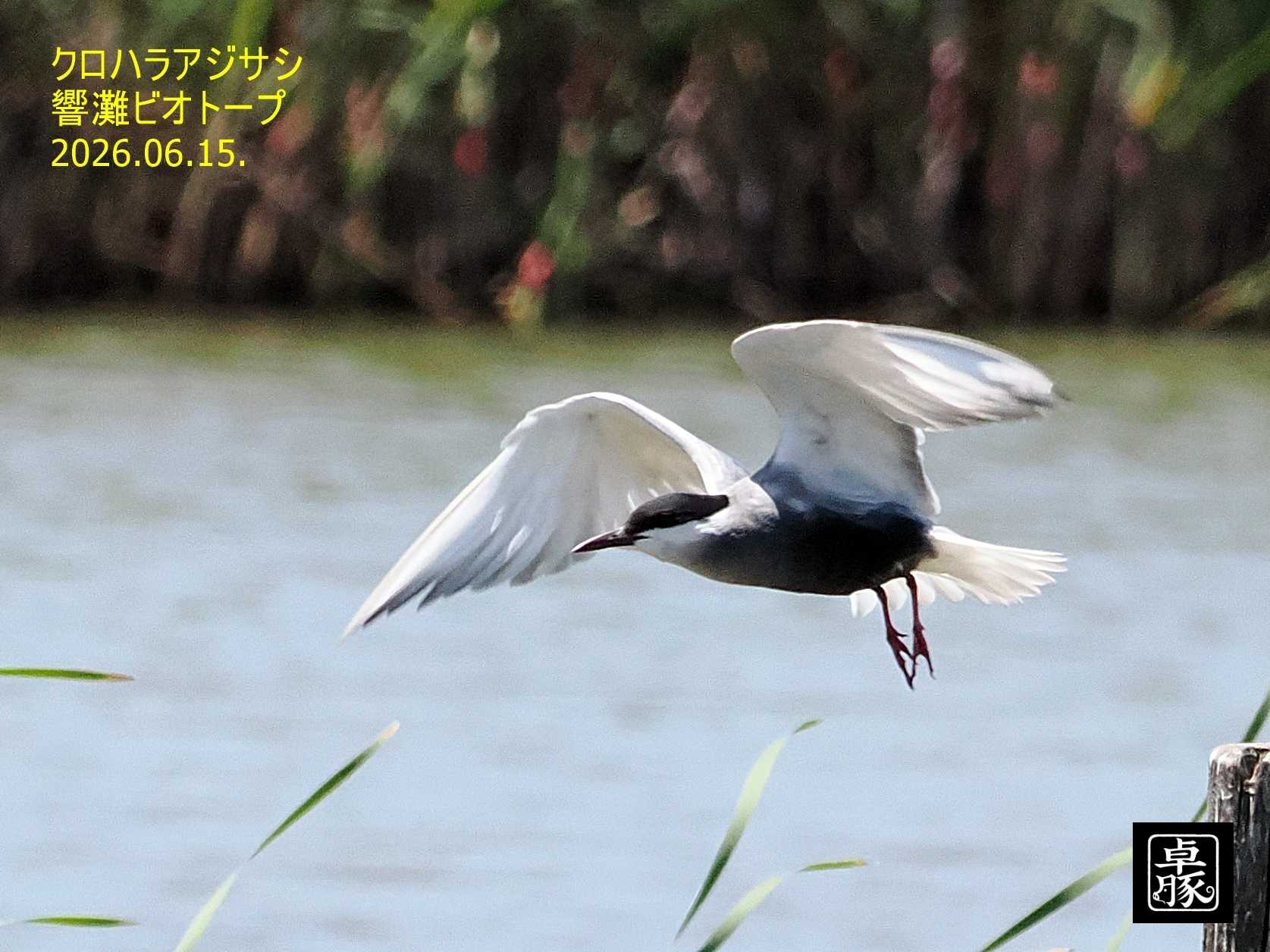 Photo Image