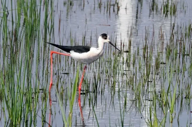 Species Image