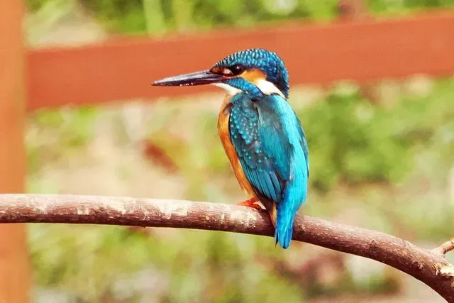 Species Image