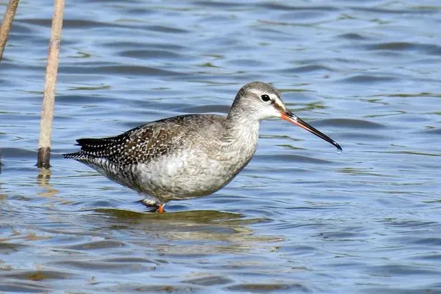 Species Image