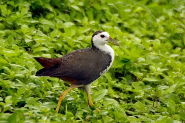 Species Image