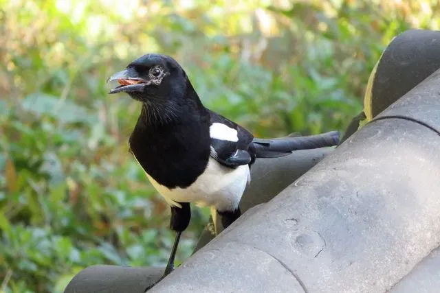 Species Image