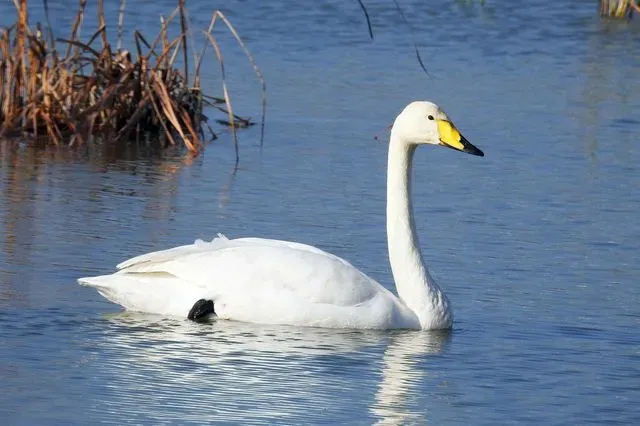 Species Image