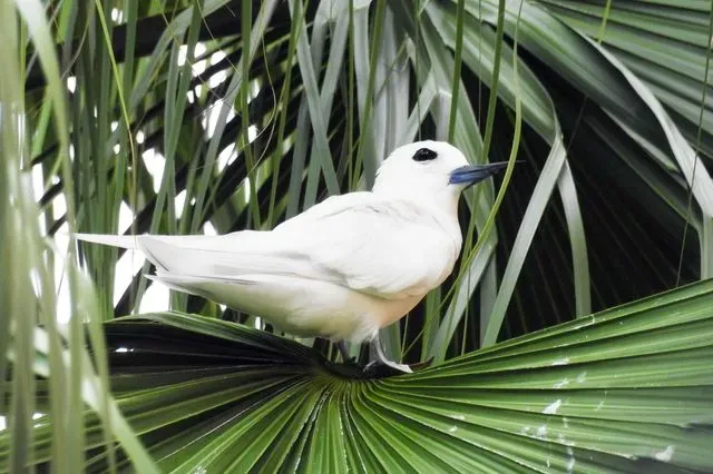 Species Image