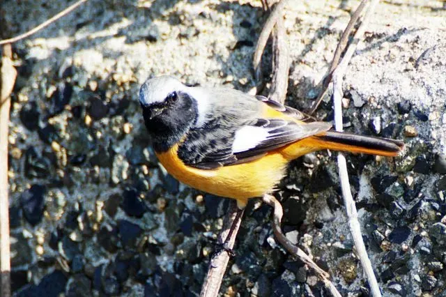 Species Image