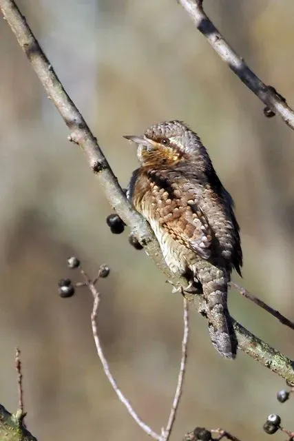 Species Image