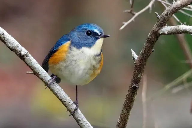 Species Image