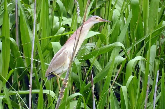 Species Image