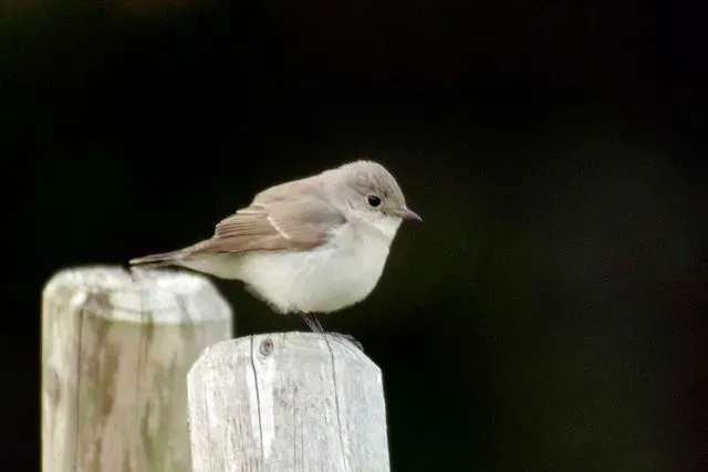 Species Image