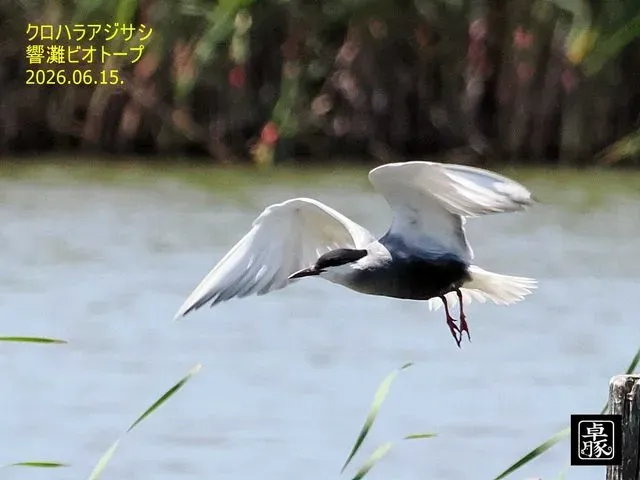 Species Image