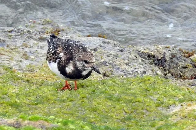 Species Image