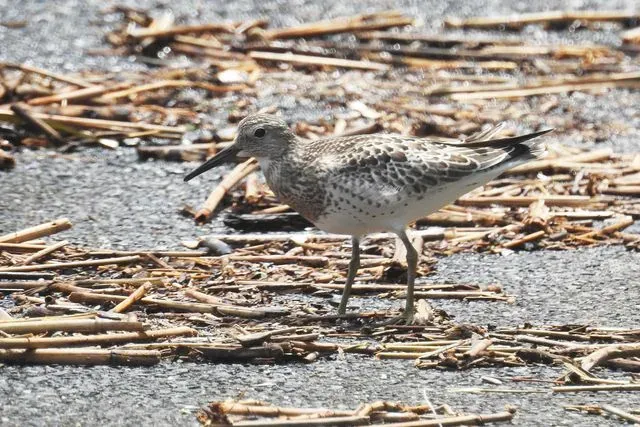 Species Image