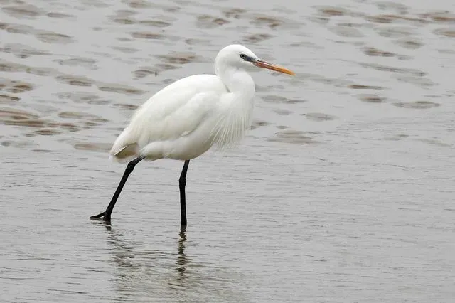 Species Image