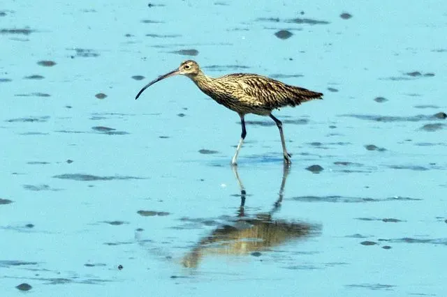 Species Image