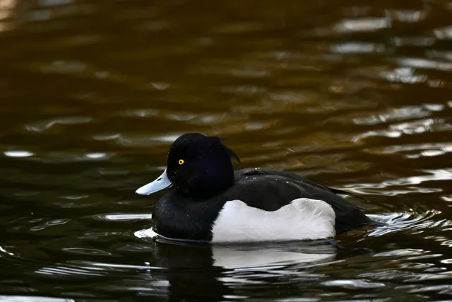 Species Image