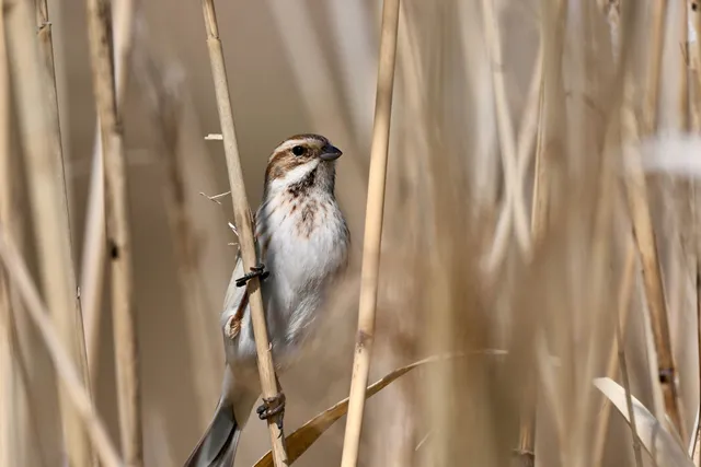 Species Image