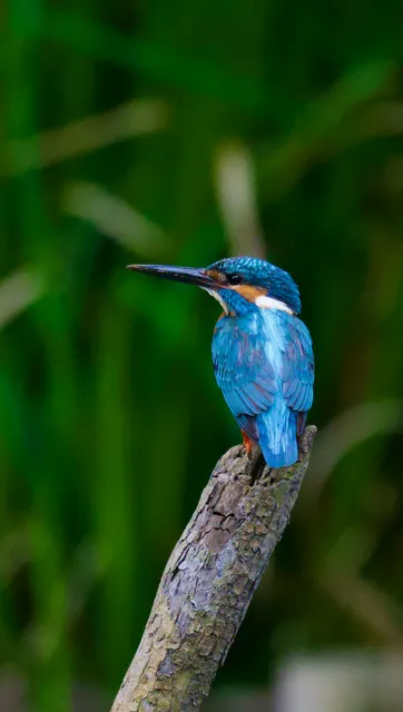 野鳥の写真