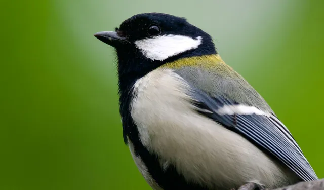 Species Image