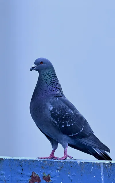Species Image
