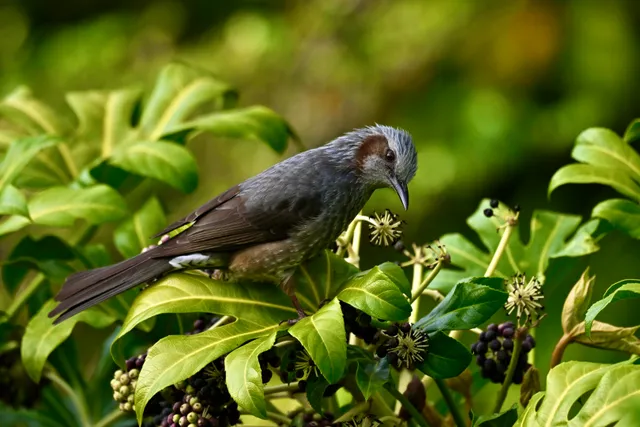 Species Image