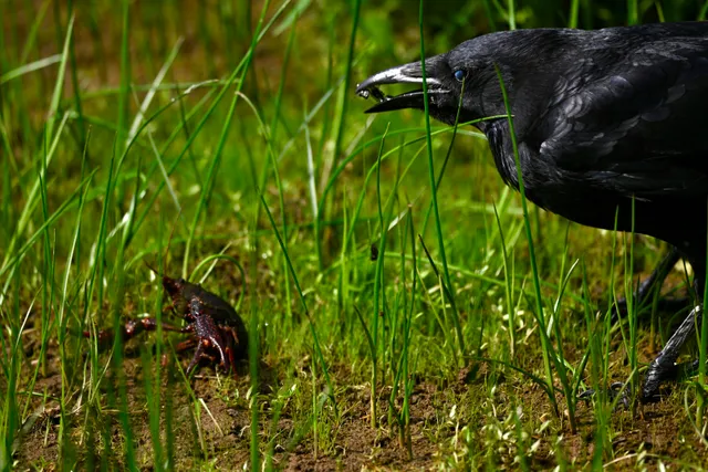 Species Image