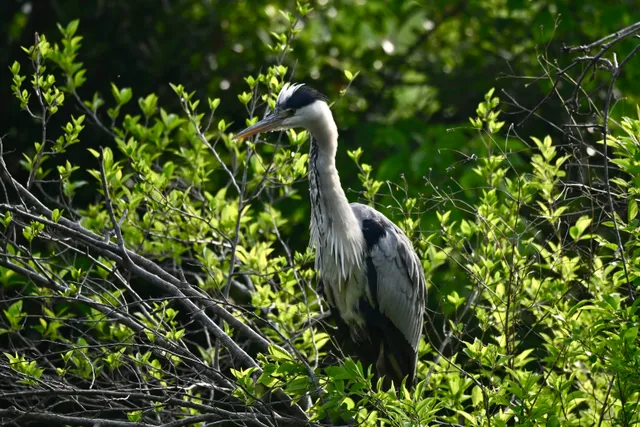 Species Image